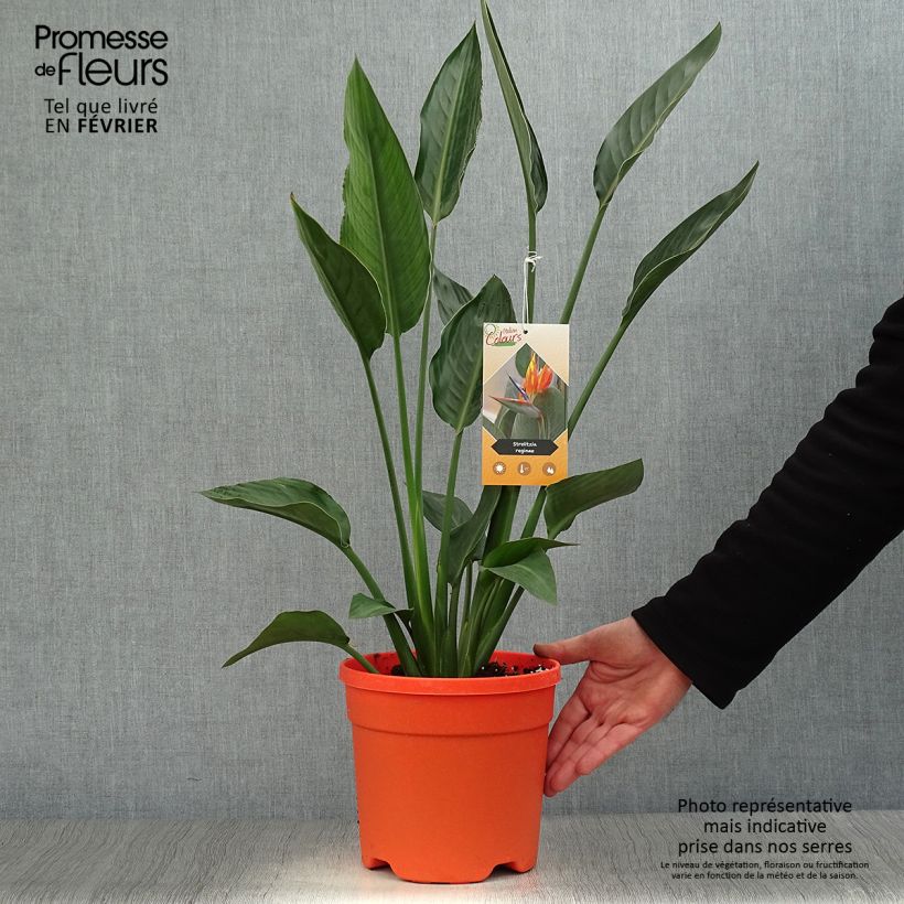 Exemplar von Strelitzia reginae Topf mit 2L/3L wie im Winter geliefert