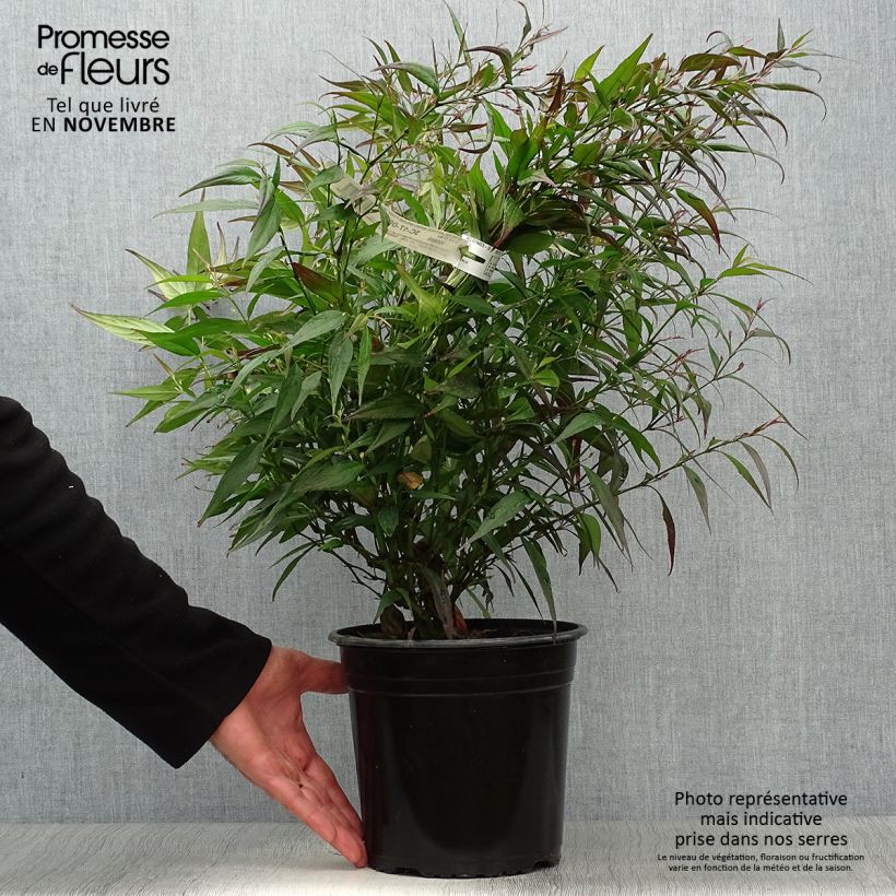 Example of Strobilanthes anisophylla Brunetthy - Zapfenblume Topf mit 3L/4L as you get in automne