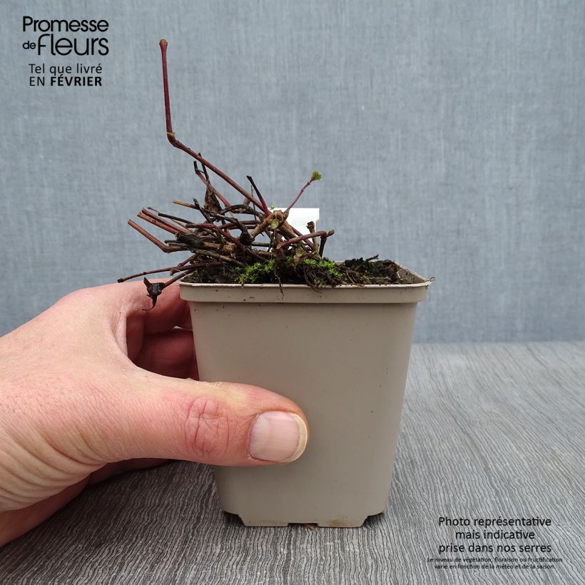 Exemplar von Strobilanthes attenuata Blue Carpet - Zapfenblume Kleine Töpfe von 8/9 cm wie im Winter geliefert