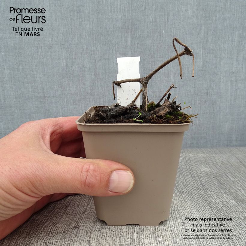 Exemplar von Strobilanthes attenuata - Zapfenblume Kleine Töpfe von 8/9 cm wie im Winter geliefert