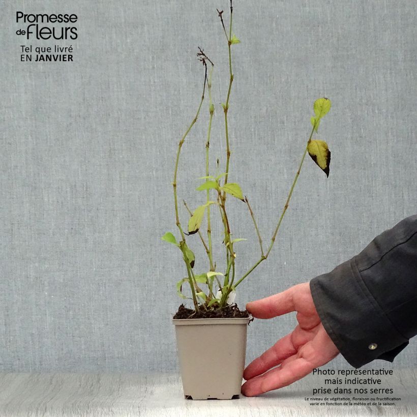 Example of Strobilanthes penstemonoides - Zapfenblume Kleine Töpfe von 8/9 cm as you get in hiver