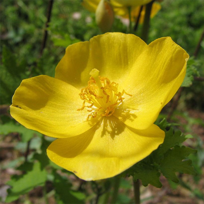 Stylophorum lasiocarpum - Chinesische Schöllkrautmohn (Flowering)