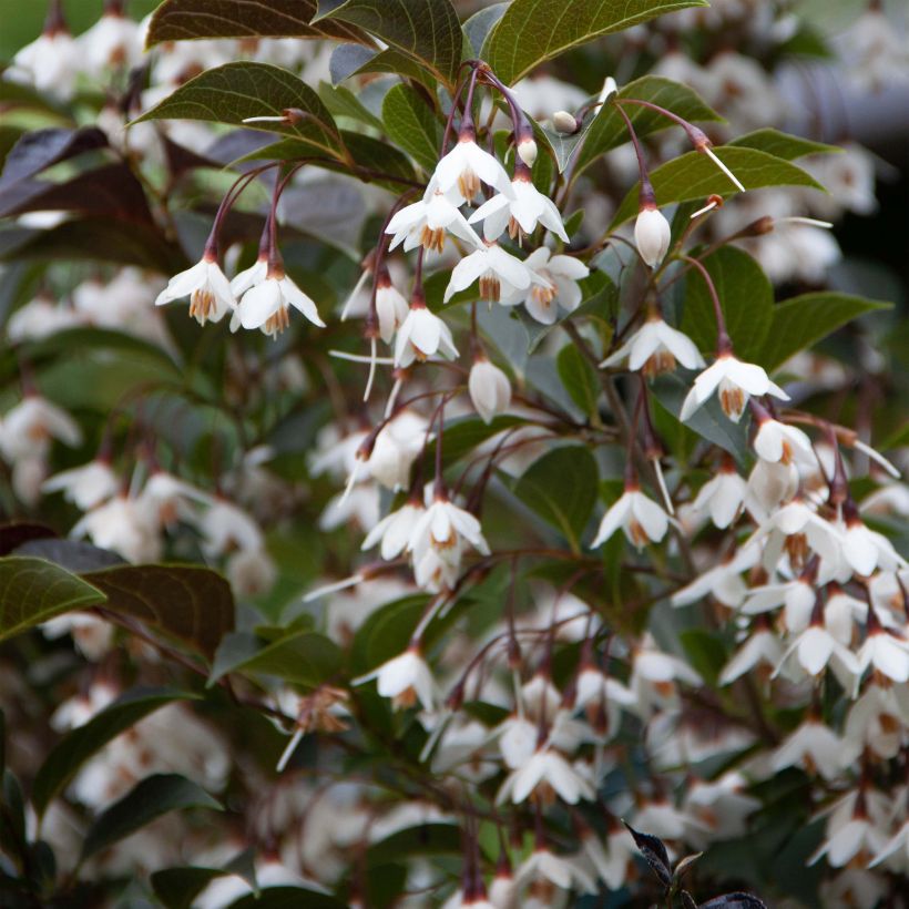 Japanische Storaxbaum Evening Light - Styrax japonica (Flowering)