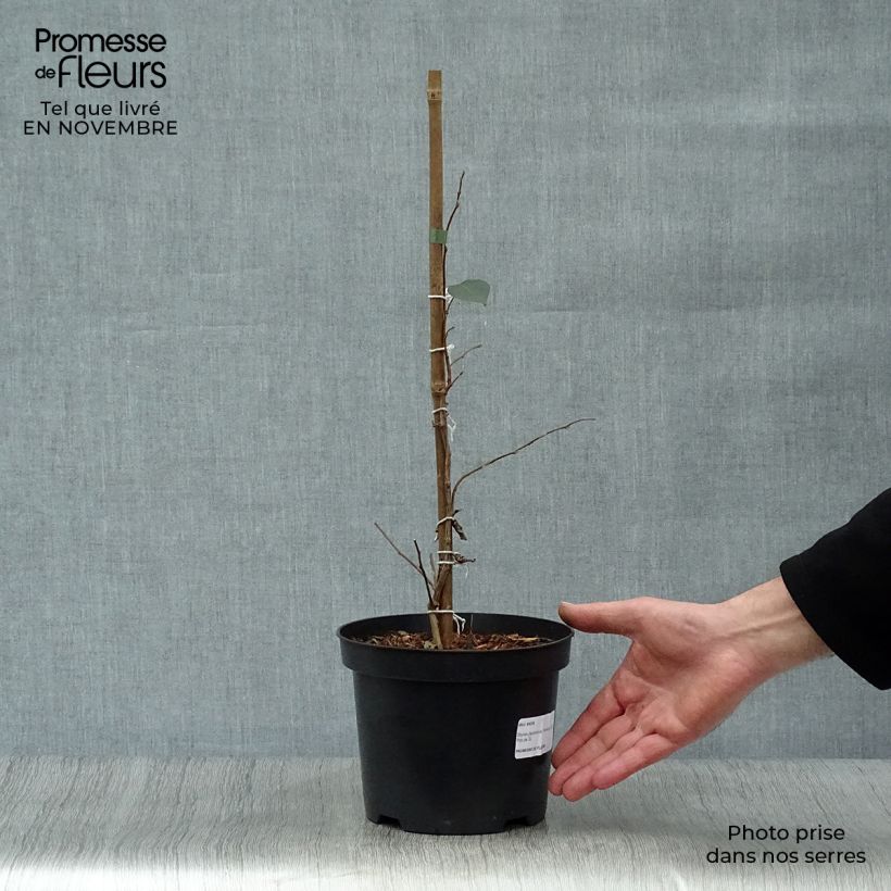 Example of Japanische Storaxbaum Evening Light - Styrax japonica Topf mit 3L/4L as you get in automne