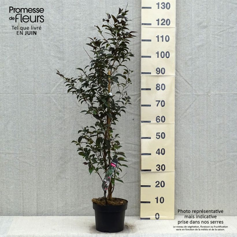 Exemplar von Japanische Storaxbaum Evening Light - Styrax japonica Topf mit 3L/4L wie im Sommer geliefert