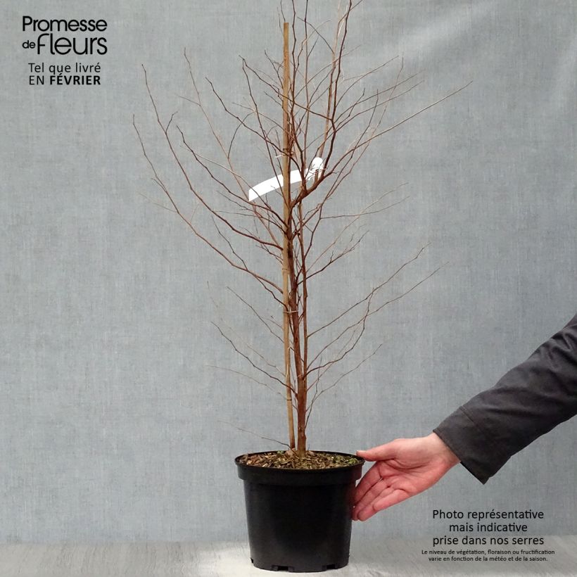 Example of Japanische Storaxbaum Fargesii - Styrax japonica Topf mit 4L/5L as you get in hiver