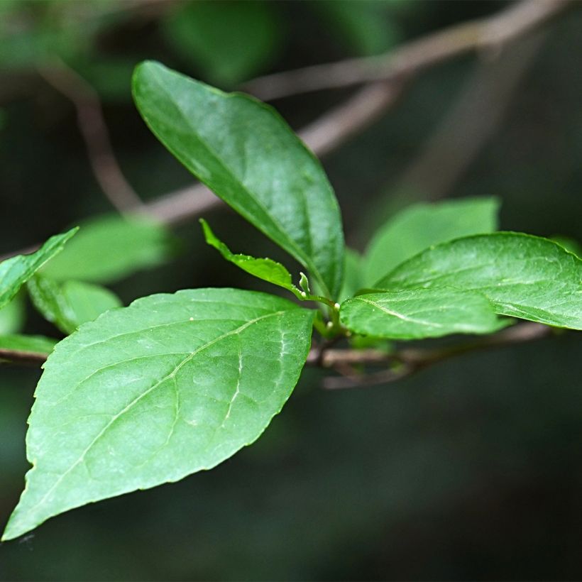 Japanische Storaxbaum Fargesii - Styrax japonica (Foliage)
