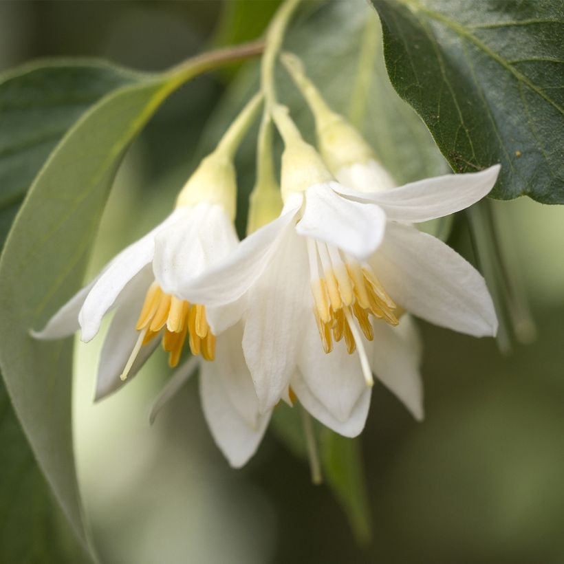 Japanische Storaxbaum Fargesii - Styrax japonica (Flowering)