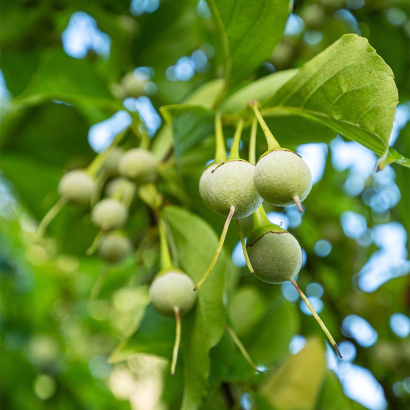 Japanische Storaxbaum Fargesii - Styrax japonica (Harvest)