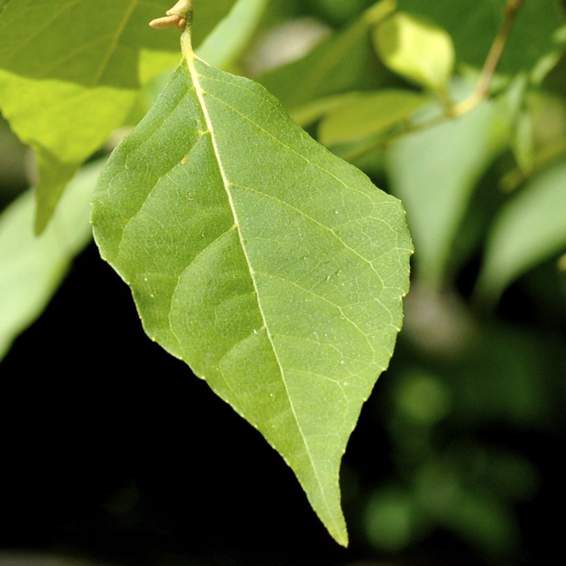 Japanische Storaxbaum Fragrant Fountain - Styrax japonica (Foliage)