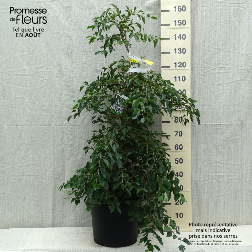 Example of Japanische Storaxbaum Fragrant Fountain - Styrax japonica Topf mit 30L/35L as you get in ete