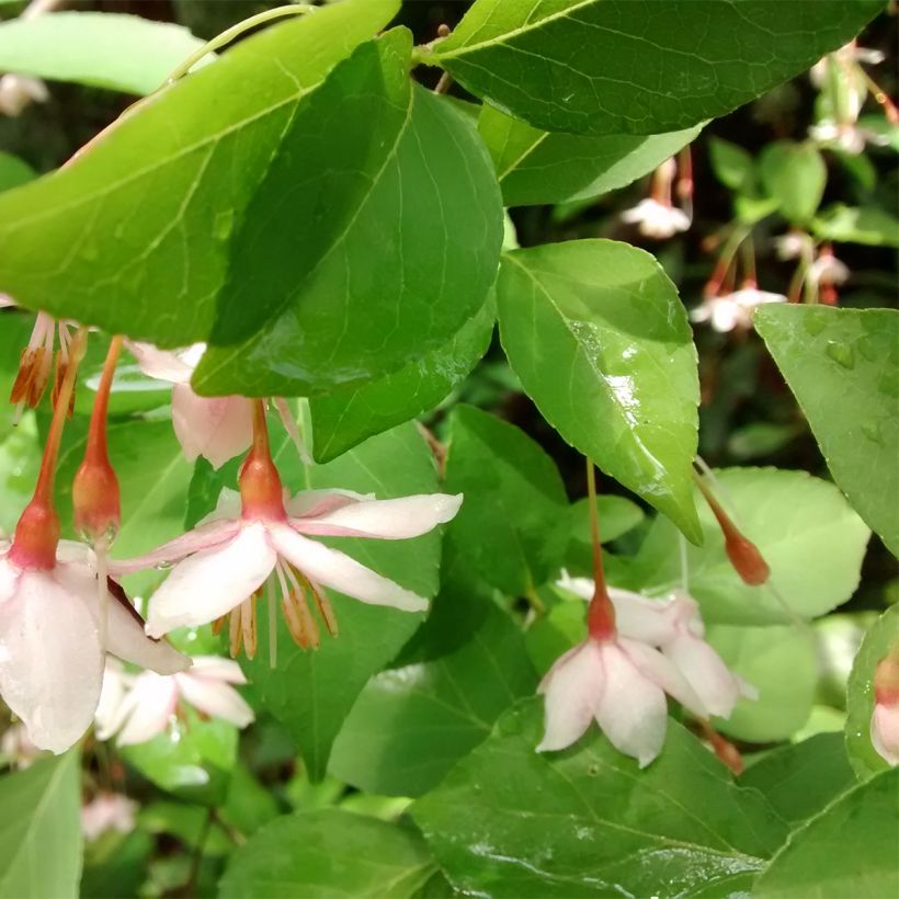 Japanische Storaxbaum Pink Chimes - Styrax japonicus (Foliage)