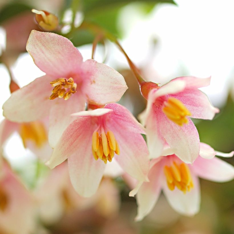 Japanische Storaxbaum Pink Chimes - Styrax japonicus (Flowering)
