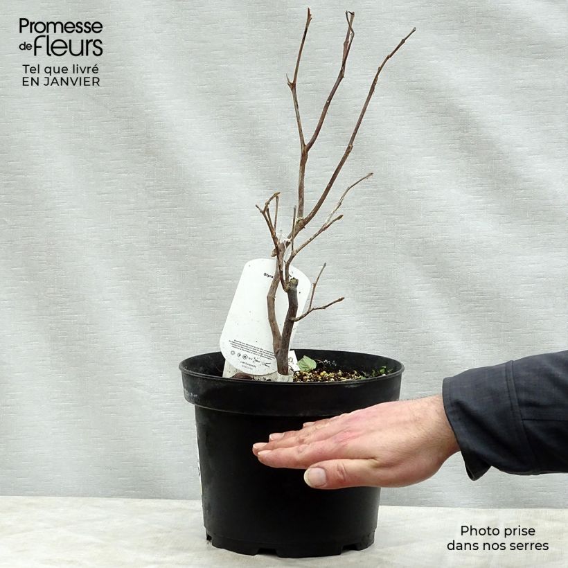 Example of Rundblättriger Storaxbaum - Styrax obassia Topf mit 2L/3L as you get in hiver