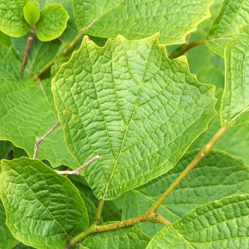 Schneeball - Styrax shiraiana (Foliage)