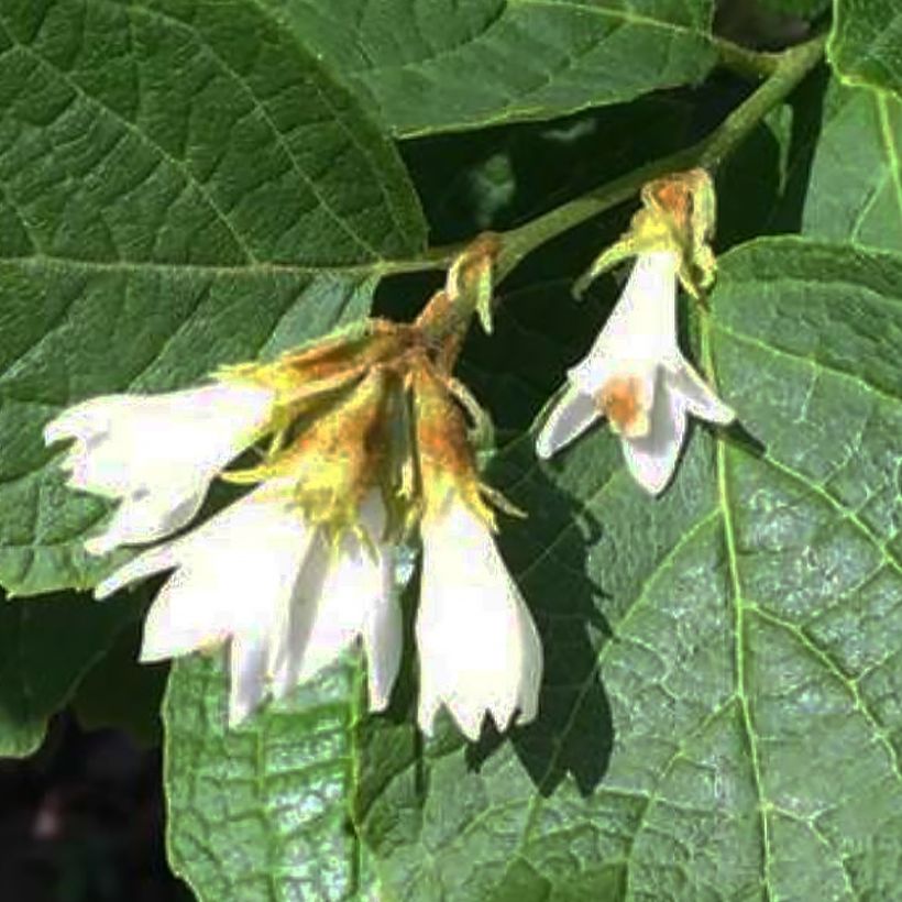 Schneeball - Styrax shiraiana (Flowering)
