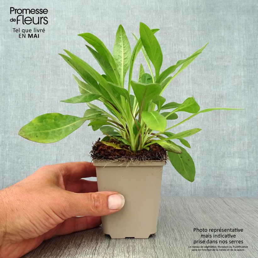 Exemplar von Teufelsabbiss - Succisa pratensis Kleine Töpfe von 8/9 cm wie im Frühjahr geliefert