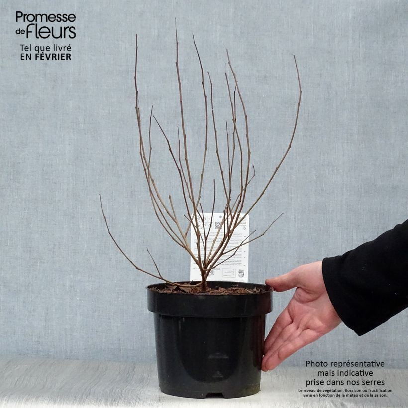 Exemplar von Rhus aromatica Gro-Low - Duftende Sumach Topf mit 3L/4L wie im Winter geliefert