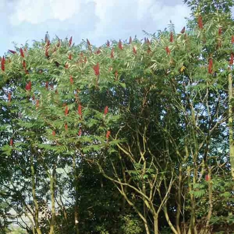Rhus typhina - Essigbaum (Plant habit)