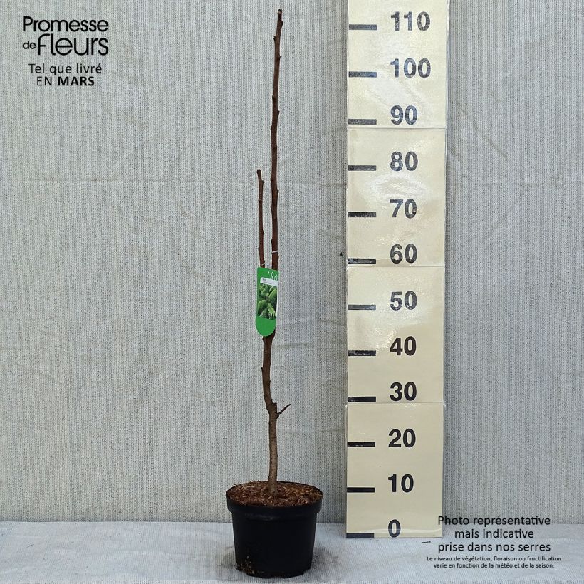 Exemplar von Rhus typhina Dissecta - Essigbaum Topf mit 3L/4L wie im Winter geliefert