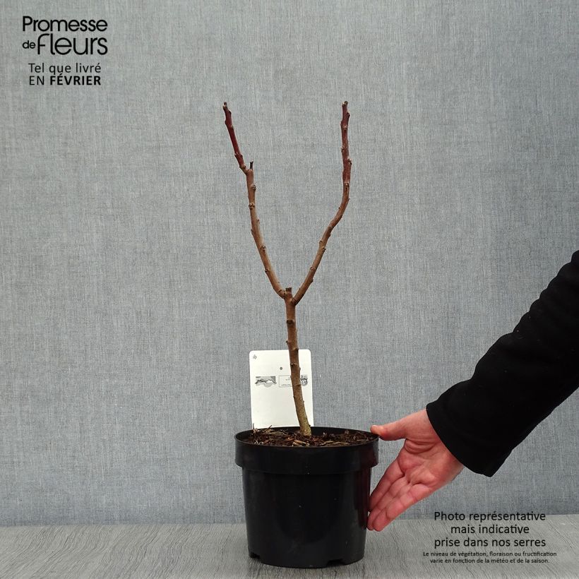 Exemplar von Rhus glabra Laciniata - Scharlach-Sumach Topf mit 3L/4L wie im Winter geliefert