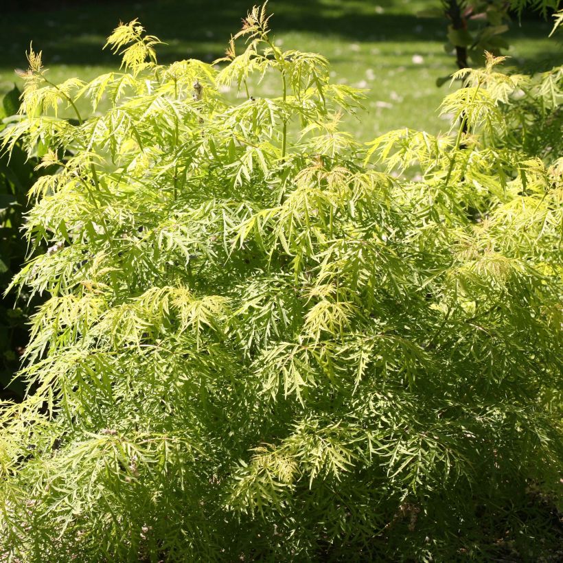 Trauben-Holunder Lemony Lace - Sambucus racemosa (Foliage)