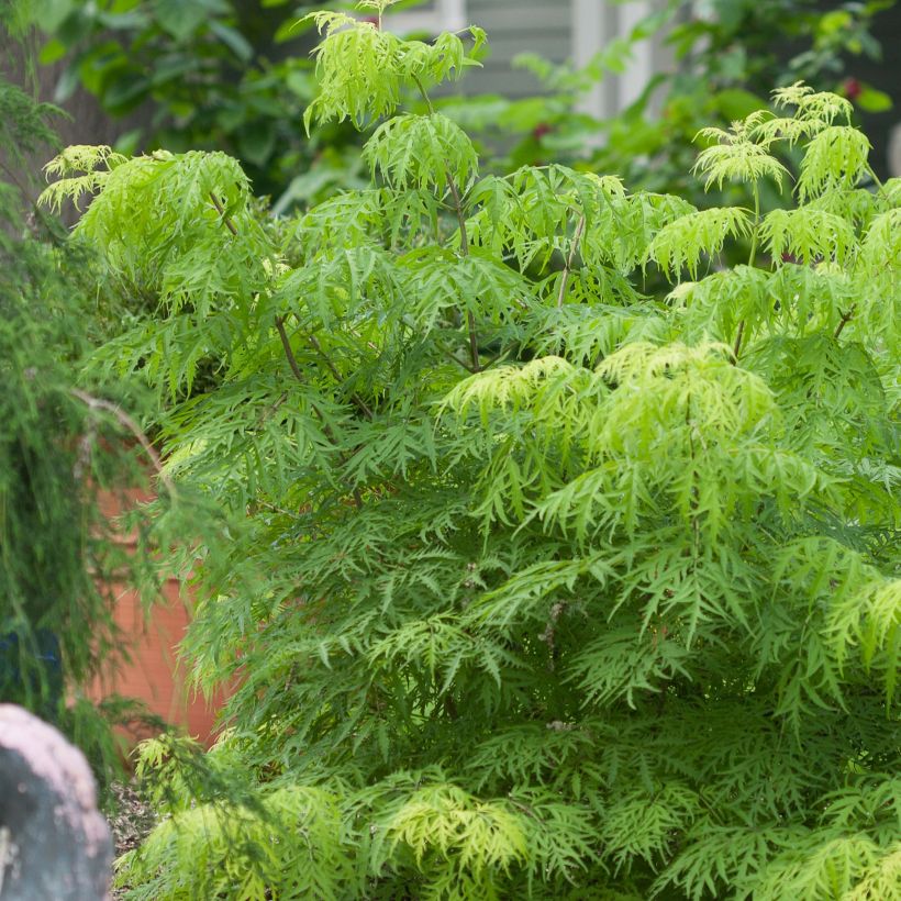 Trauben-Holunder Lemony Lace - Sambucus racemosa (Plant habit)