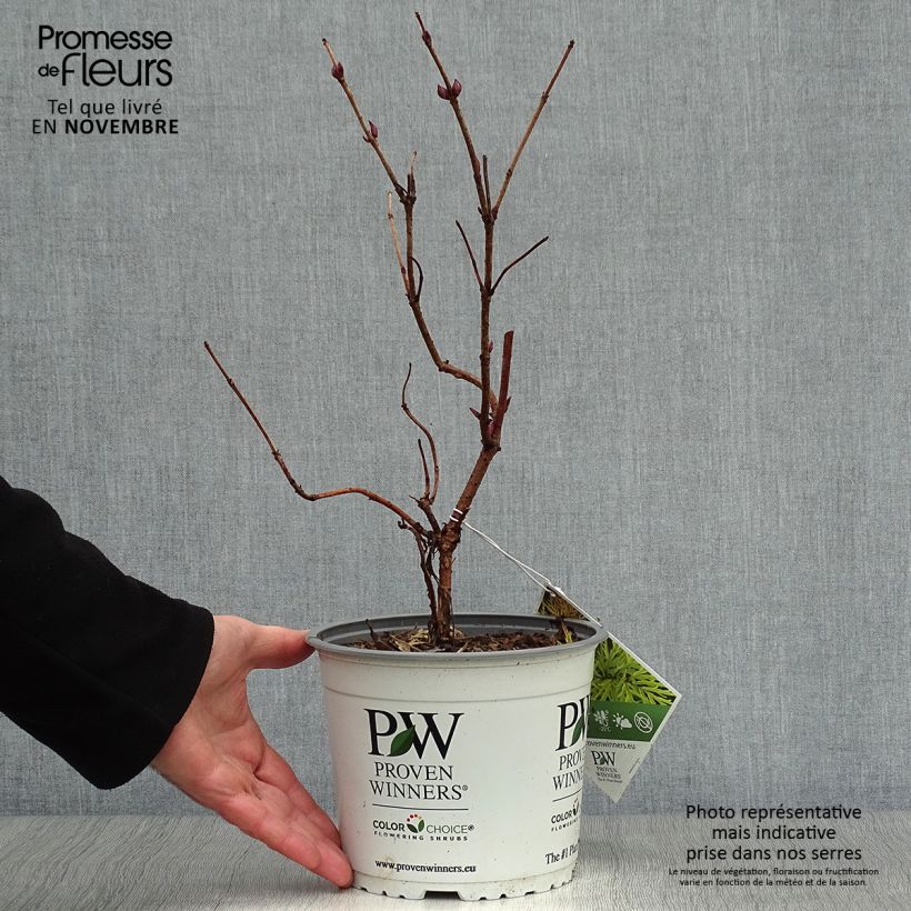 Example of Trauben-Holunder Lemony Lace - Sambucus racemosa Topf mit 2L/3L as you get in automne