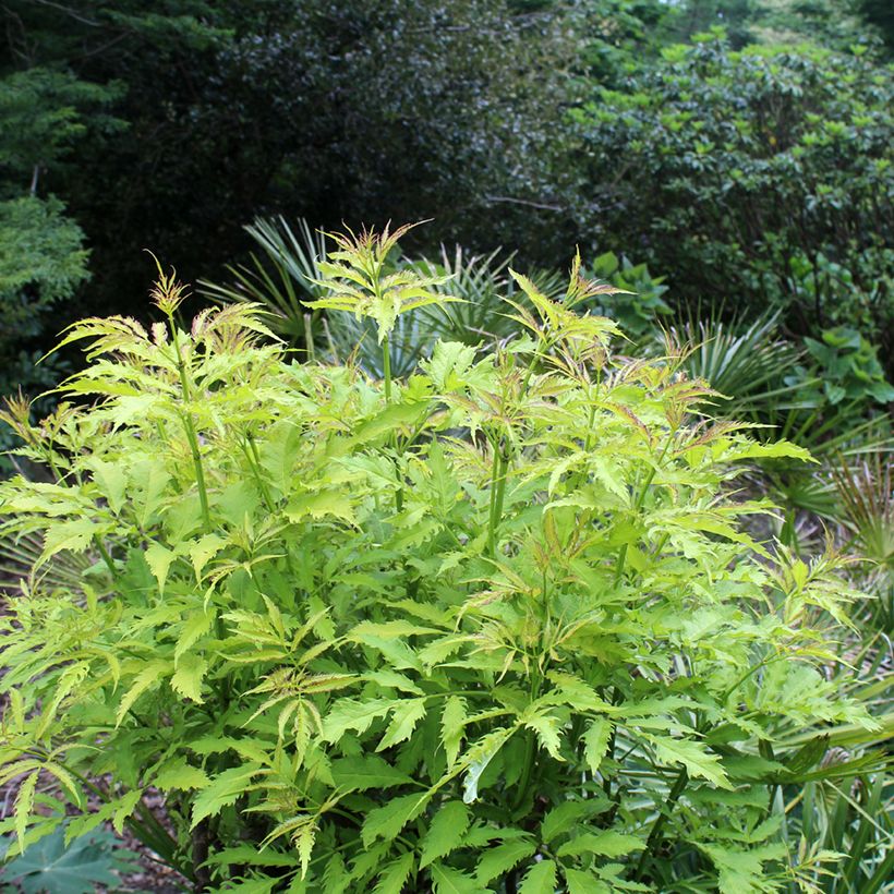 Trauben-Holunder Sutherland Gold - Sambucus racemosa (Plant habit)