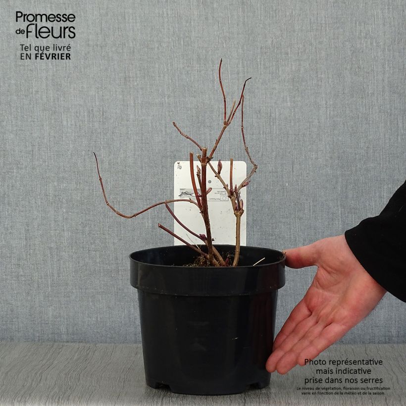 Exemplar von Trauben-Holunder Welsh Gold - Sambucus racemosa Topf mit 3L/4L wie im Winter geliefert