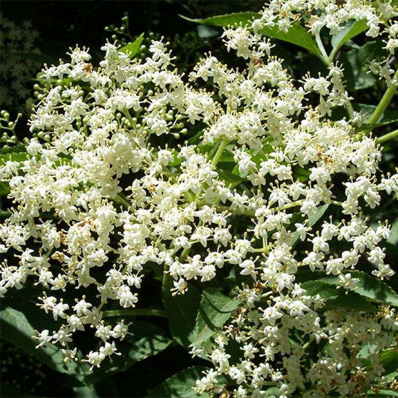 Schwarzer Holunder Korsor - Sambucus nigra (Flowering)