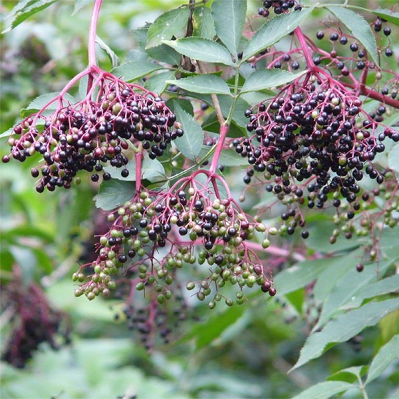 Schwarzer Holunder Korsor - Sambucus nigra (Harvest)