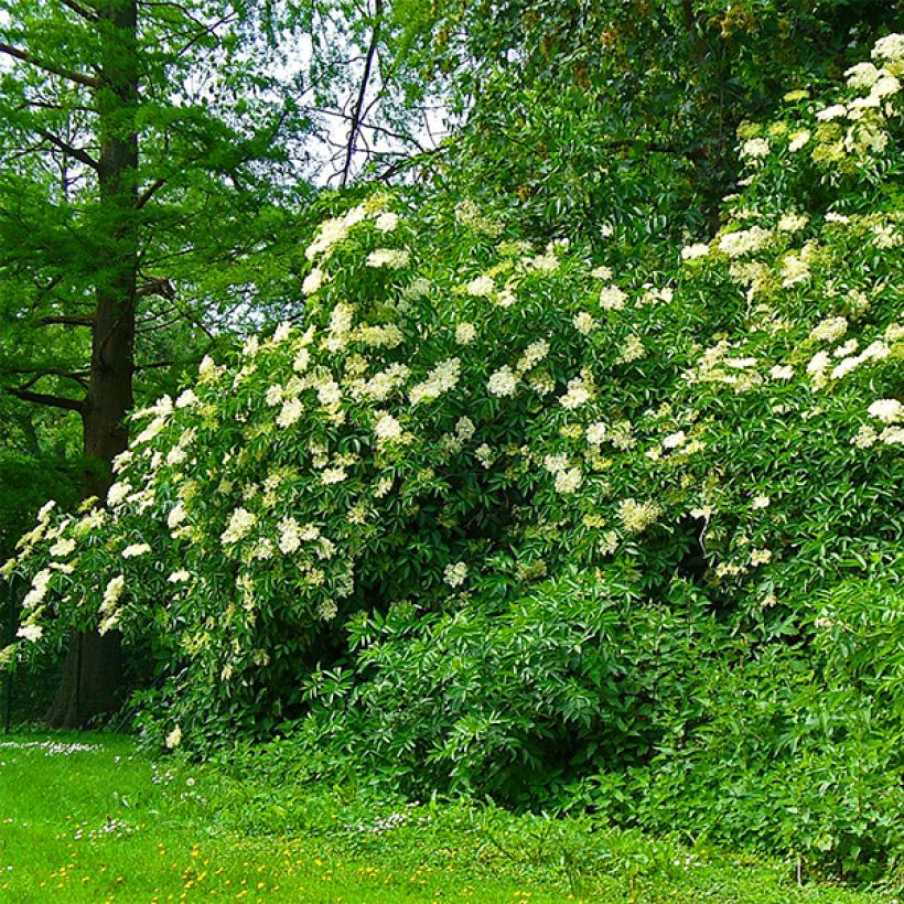 Schwarzer Holunder Korsor - Sambucus nigra (Plant habit)