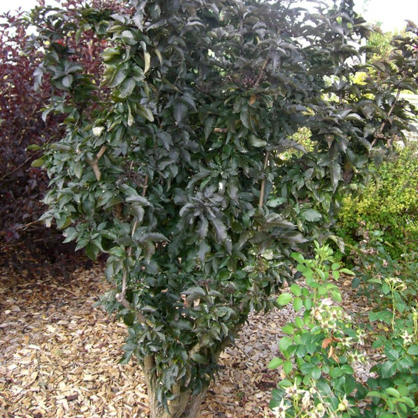 Schwarzer Holunder Black Tower - Sambucus nigra (Plant habit)