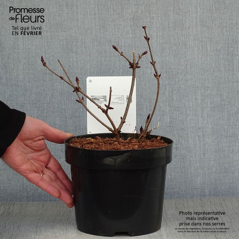 Exemplar von Schwarzer Holunder Black Beauty - Sambucus nigra Topf mit 2L/3L wie im Winter geliefert