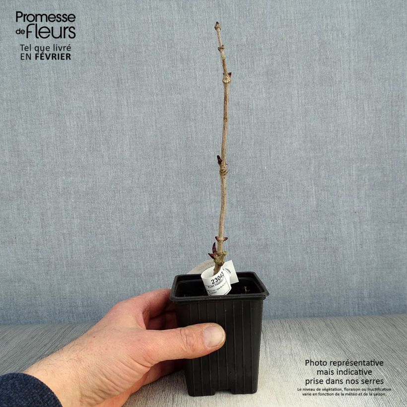 Exemplar von Schwarzer Holunder Black Lace - Sambucus nigra Kleine Töpfe von 8/9 cm wie im Winter geliefert