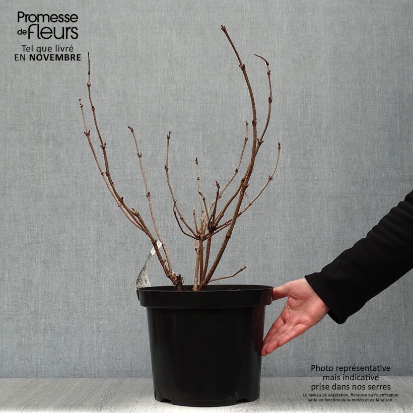 Example of Schwarzer Holunder Black Lace - Sambucus nigra Topf mit 6L/7L as you get in automne