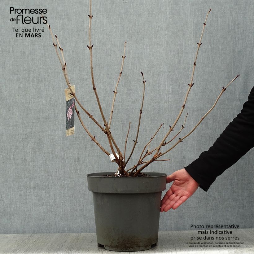 Example of Schwarzer Holunder Black Lace - Sambucus nigra Topf mit 12L/15L as you get in hiver