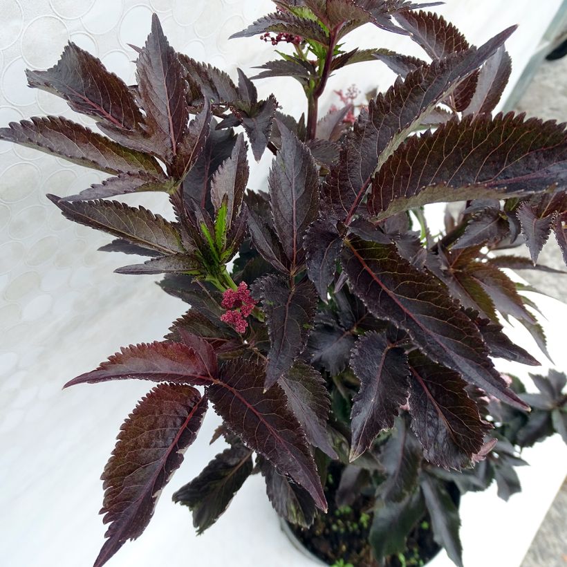 Schwarzer Holunder Black Tower - Sambucus nigra (Foliage)