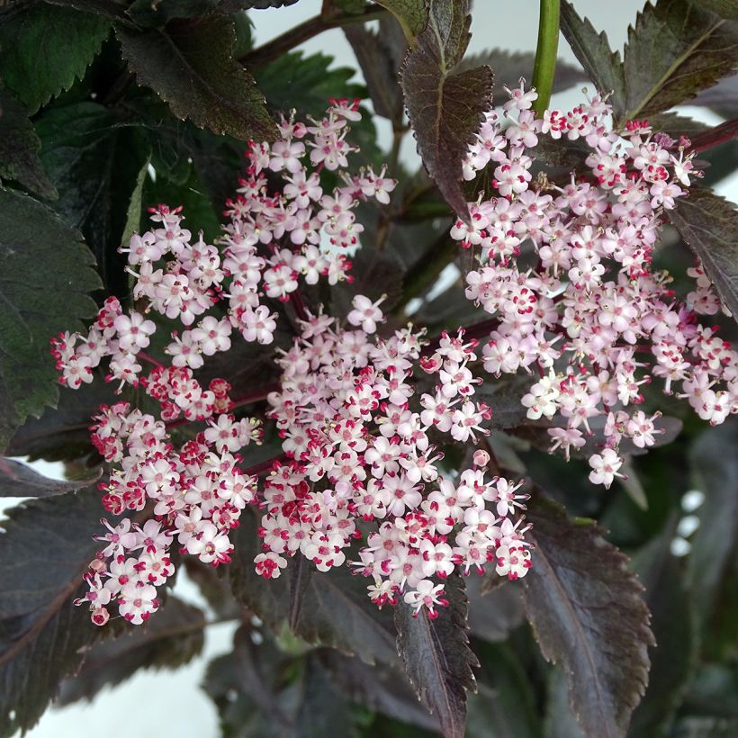 Schwarzer Holunder Black Tower - Sambucus nigra (Flowering)