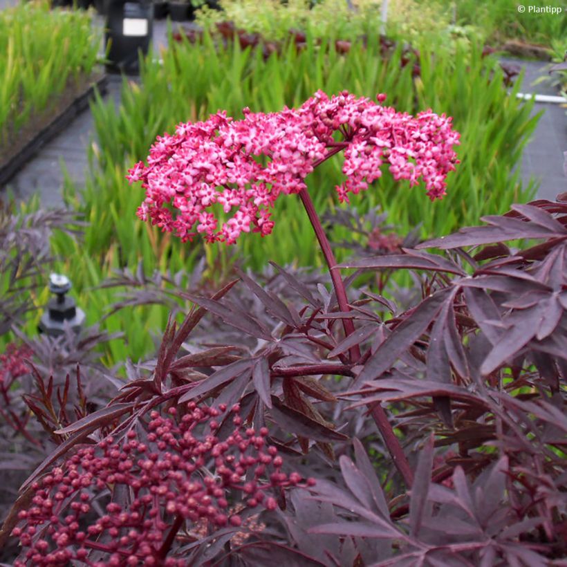 Schwarzer Holunder Cherry Lace - Sambucus nigra (Foliage)