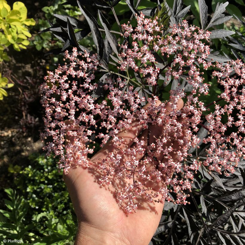 Schwarzer Holunder Cherry Lace - Sambucus nigra (Flowering)