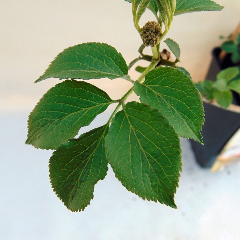 Schwarzer Holunder Haschberg - Sambucus nigra (Foliage)