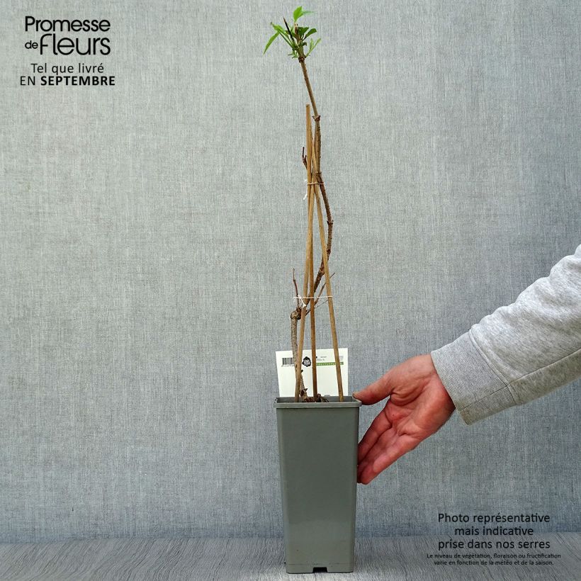 Example of Schwarzer Holunder Haschberg - Sambucus nigra Topf mit 1,5L/2L, Strauch as you get in automne