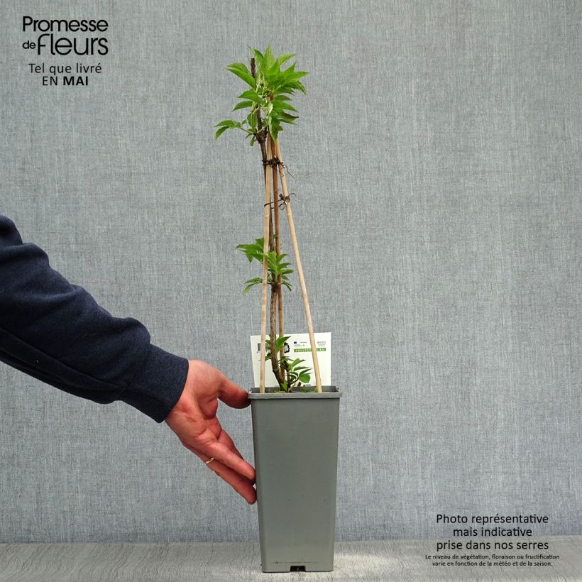 Exemplar von Schwarzer Holunder Haschberg - Sambucus nigra Topf mit 1,5L/2L, Strauch wie im Frühjahr geliefert