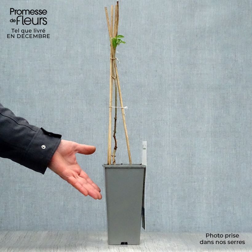 Exemplar von Schwarzer Holunder Haschberg - Sambucus nigra Topf mit 1,5L/2L, Strauch wie im Winter geliefert