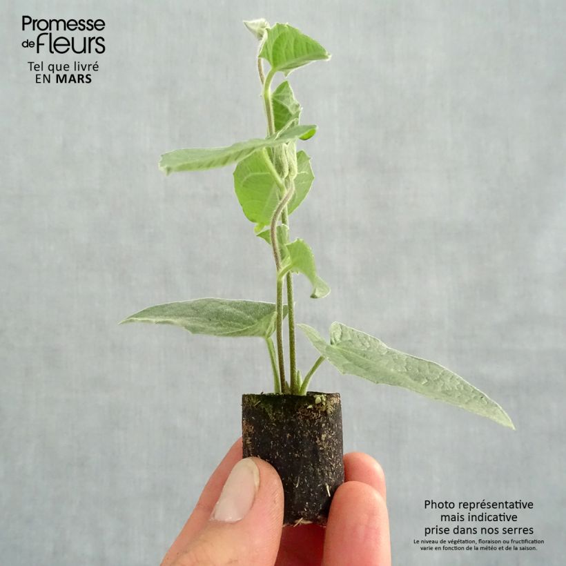 Example of Thunbergia alata Sunny Suzy Rose Sensation Mini-Plug Ø 3/4 cm as you get in printemps