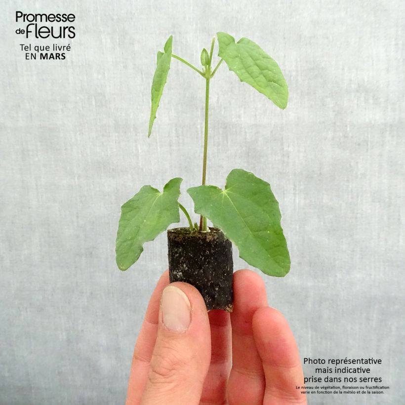 Example of Thunbergia alata Mini-Plug Ø 3/4 cm as you get in printemps