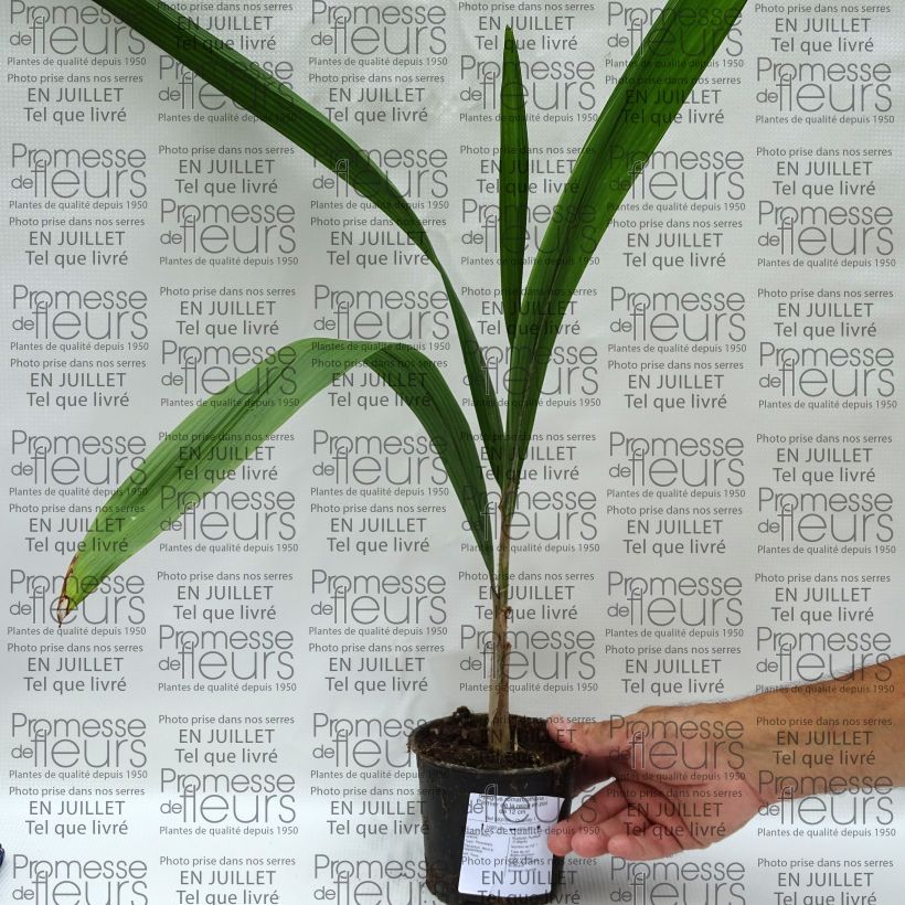 Example of Königin-Palme - Syagrus romanzoffiana Topf 12 cm / 13 cm as you get in ete