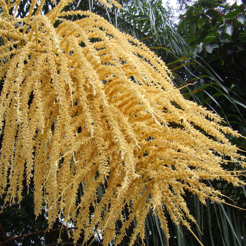 Königin-Palme - Syagrus romanzoffiana (Flowering)